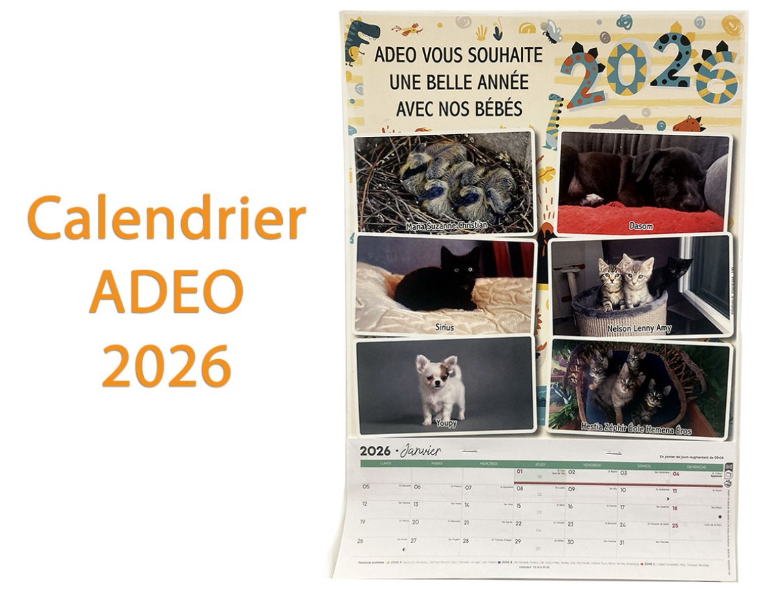 offrez-vous-le-calendrier-adeo-2026-pour-10-euro;