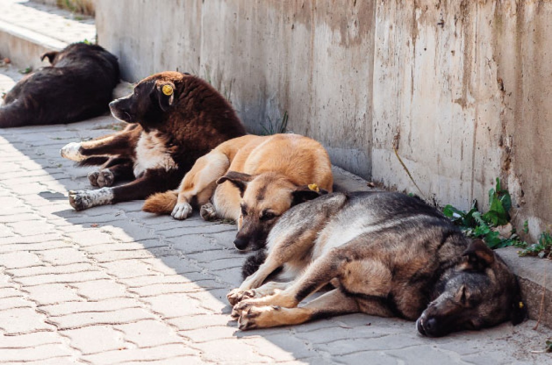 les-villes-ont-un-rocirc;le-cleacute;-agrave;-jouer-pour-faire-reculer-la-souffrance-animale
