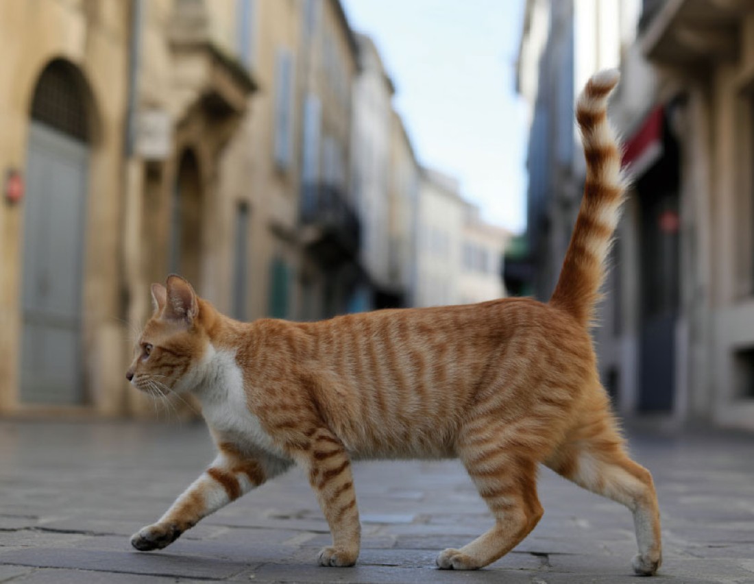 les-chats-errants-agrave;-avignon